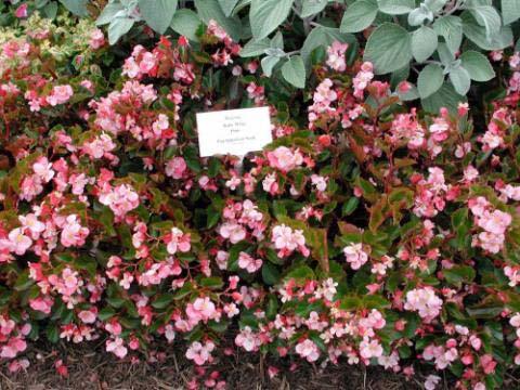 Begonia Baby Wing TM Pink - Shade Bloom Time: