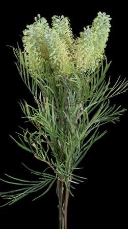 Moonlight, with olive green fernlike leaves, produces flowers at the tip of both the leader and axillary branches. Other grevilleas offer yellow, greenish yellow, pink, orange and red blooms.