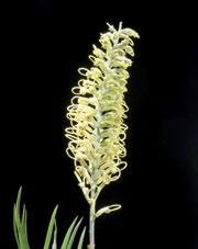 Product: Grevillea flowers STAGES OF OPENING Stage 1 Immature