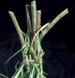 discoloured foliage n Bent stems Stems at different stages of
