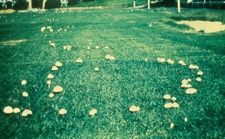 Mushrooms Fairy Ring The fungus grows and