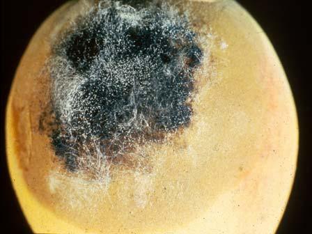 Hyphae and spores on rotting peach