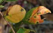 mildew Cercospora leaf spot