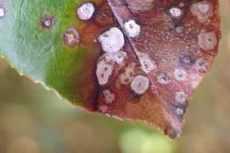 Prolonged leaf wetness, high