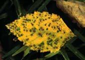 Fungal leaf spots rarely cause
