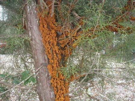 cedar-apple rust, fusiform rust) Spores are spread by wind and watersplashing
