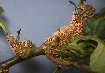 rust Orange telial horns disperse spores to apples, crabapples in spring Leaf