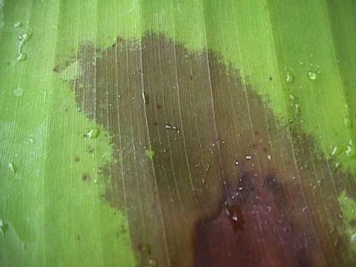 Water-soaked leaf spot