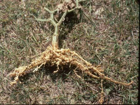 nematode damage (root
