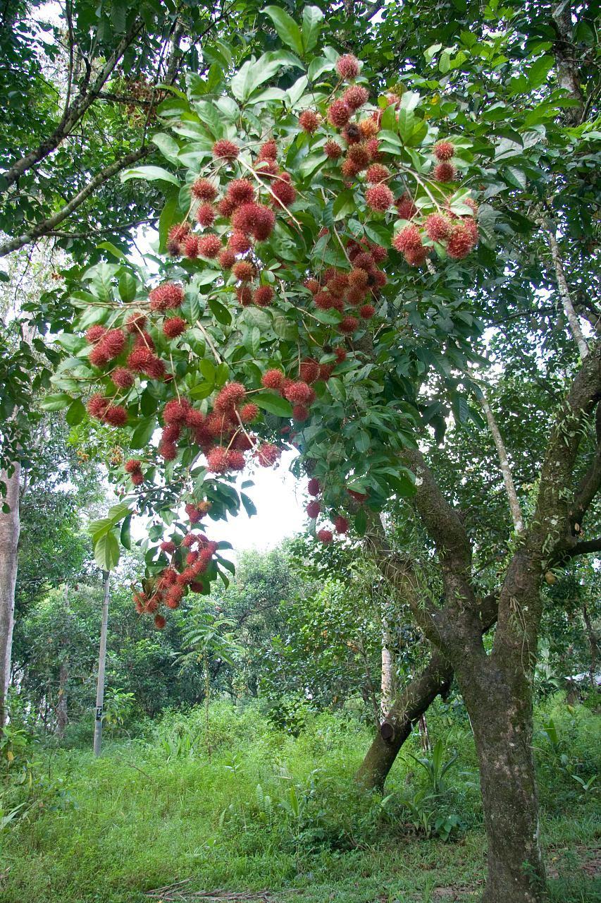Rambutan Tree Species: Nephelium lappaceum L.
