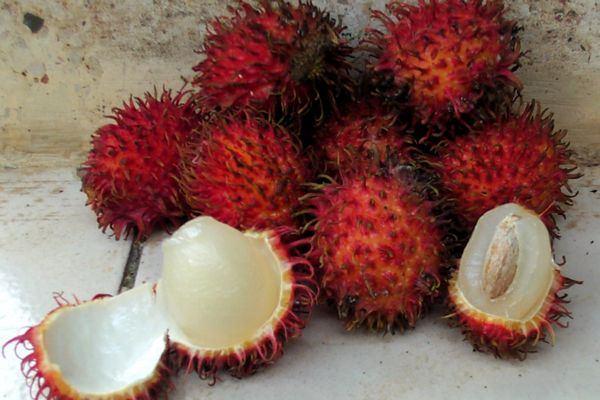 Rambutan Fruits Cultivated primaily for its fresh fruit,