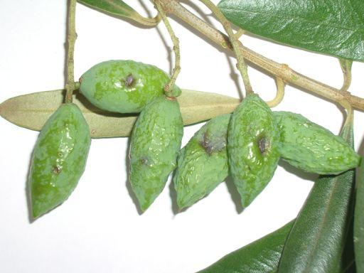 Immature fruits infected