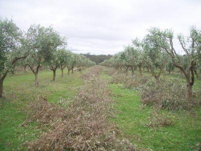 Pruning Helps with natural control of anthracnose and reduces pressure on fungicides Disrupts lifecycle from