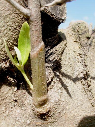 timely management of anthracnose and in