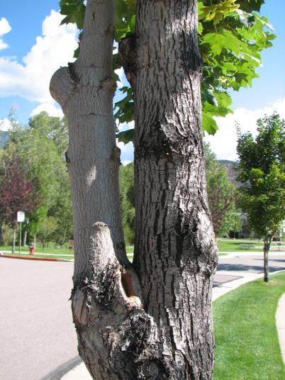 Structure Restoration Trees that have been topped, sustained storm or vandal damage or have not been pruned The selective removal of sprouts