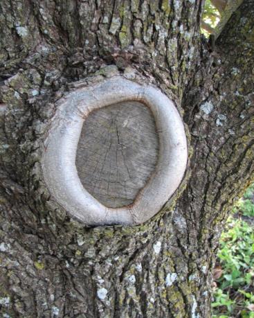 Callus Wood Circular callus