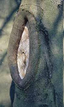 Oval callus wood = pruning