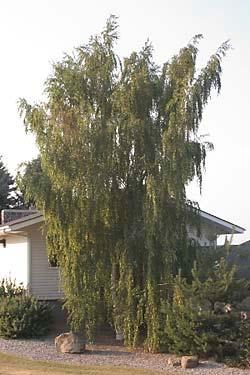 Cutleaf Weeping Birch The famous Cutleaf Weeping Birch, features finely cut leaves and a very pronounced weeping habit of growth, one of the most popular accent trees of all time; keep it happy and