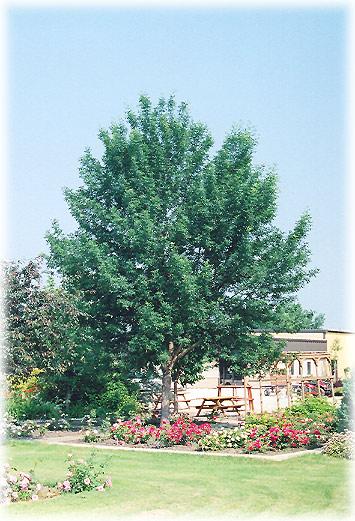 Patmore Green Ash One of the best general purpose shade trees for cold climates; extremely hardy, very clean and tidy with a symmetrical rounded shape and glossy foliage, seedless, adaptable to