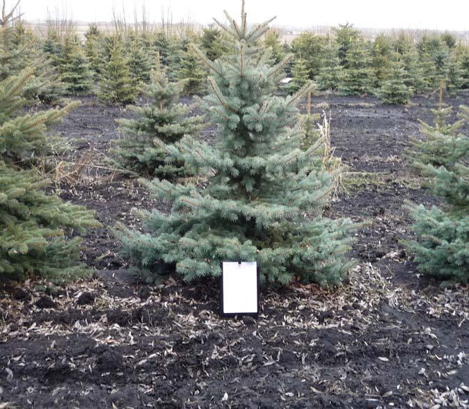 Blue Colorado Spruce A popular and much-sought-out evergreen accent tree with large stout branches and long, very pointy silveryblue needles, far more reliable color than the species, a tree of great