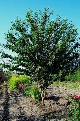 Amur Cherry A ravishing four season accent tree, with panicles of white flowers in spring, good fall color and amazing glowing bronze-red bark peeling in strips, very showy in winter; fast growing