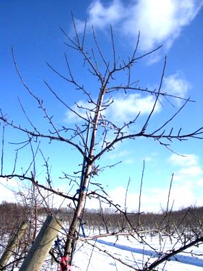 This research was partially supported by the New York Apple Research and Development Program The primary reasons for pruning apple trees are to control tree size and to improve the light distribution