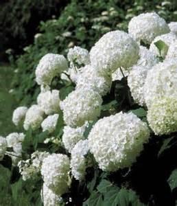 Height: 3-6 ft. Annabelle Smooth Hydrangea Spread: 3-6 ft. Sun: Full sun to part shade Zone: 3-9 Annabelle is a stunning white hydrangea, often producing flower heads over 10" in diameter.