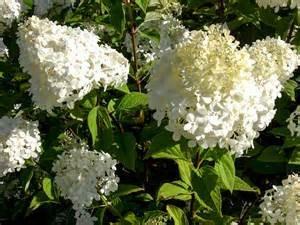 Height: 3 ft. Bloomstruck Hydrangea Spread: 5 ft. Light: Filtered to Partial Sun Zone: 4-8 This beauty blooms on old and new growth, constantly pushing out new flower heads measuring 3½-5'' across.