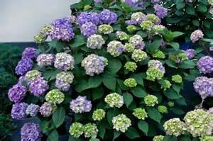Height: 8 feet Spread: 10-15 feet Zone 3 PeeGee Hydrangea Upright, rounded shape PeeGee is the hydrangea you see at many old homes. Blooms in July and August.