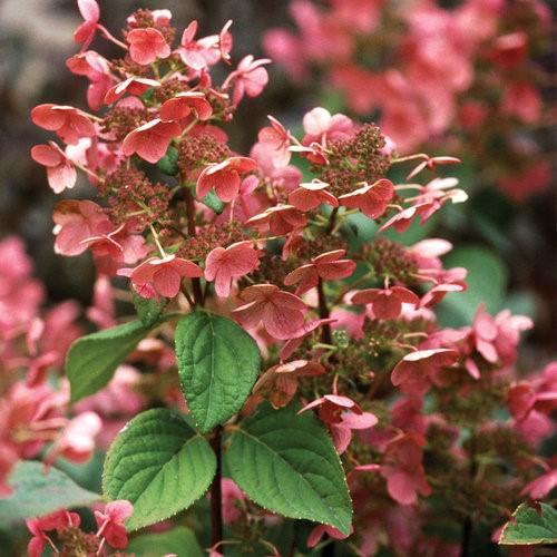 Pink Diamond Hydrangea Height: 6-8 feet Upright Shape Spread: 6-8 feet Zone 3 Incredibly large (12 x8 ) blossoms open in late summer a cream color, and then, gradually starting at the base of the