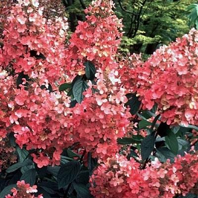 Quick Fire Hydrangea Upright Shape Spread: 8 10 ft. Zone: 3-9 The first to bloom! Quick Fire blooms about a month before other Hydrangea paniculata (hardy hydrangea) varieties.