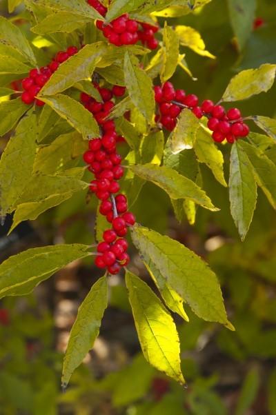 Height: 6-9 feet Rounded shape Spread: 8 feet Zone 4 (Ilex) Winter Red Winterberry A male and a female winterberry bush are need for berry production.