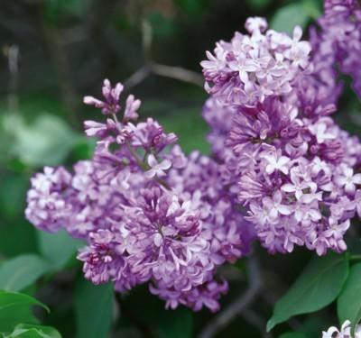 99 FACT: Did you know that when Lilac leaves are the size of a mouse s ear it is time to sow peas, lettuce and other cool weather crops?
