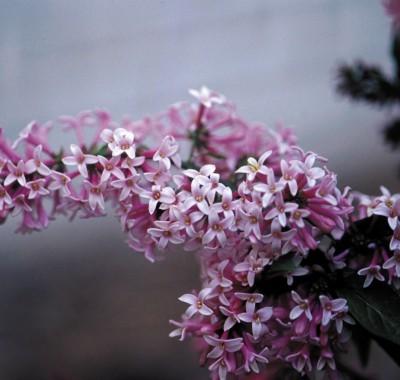 95 FACT: Lilacs like full sun and a deep rich, slightly alkaline, well drained soil. A dusting of wood ashes each year is good for them.