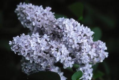 Height 10-12 feet Upright Spread: 8 feet Zone 3 President Grevy Lilac This vigorous upright bush produces large blossoms of starry,