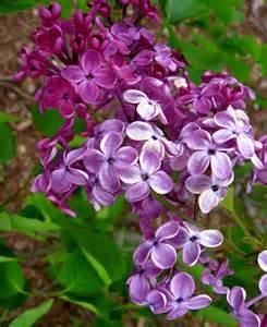 95 Pocahontas Lilac (Hyacinth) Height: 10-12 fee5 Upright shape Spread: 10-12 feet Zone 2 This is the same hardy fragrant lilac as