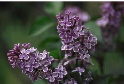 Height: 8-10 feet Upright Spread: 8-12 feet Zone 3 Sensation Lilac An outstanding and unique lilac with single purple florets and a