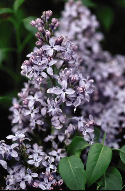 Wedgewood blue Lilac Height: 6 feet Upright shape Spread: 6-8 feet Zone 3 Are you looking for a smaller lilac?