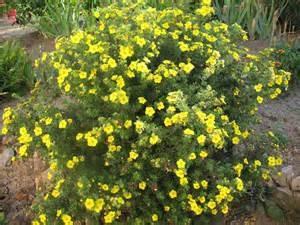 Goldfinger Potentilla Height: 3 feet Compact, mounded shape Spread: 3-4 feet Zone 2 Contrasting with the dark green foliage the
