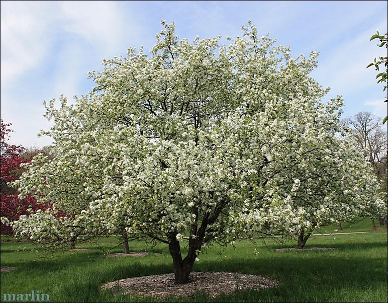 Height: 15-20 ft. Malus Dolgo Crabapple Spread: 20-30 ft. Light: Full Sun Zone: 3-9 Dolgo Crabapple Tree is a large and lovely crabapple variety.