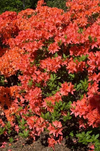 Height: 4 feet Pink & Sweet Azalea Upright shape Spread: 3 feet Zone 4 Purplish-pink flowers have a golden flare in the throat and a spicy sweet fragrance.