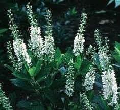 Height: 1-3 ft. Upright Shape Zone: 4-9 Clethra-Hummingbird Summersweet Spread: 1-3 ft.