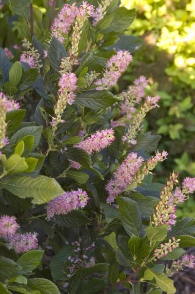 Clethra-Summersweet Height 3-6 feet Upright shape Spread 3-6 feet Zone 4 Rubyspice Summersweet has fragrant bright pink flowers in mid summer. It will thrive in sun or shade.