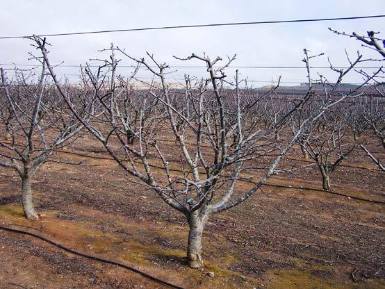 Training System: SPANISH BUSH Mature pruning (con t) DORMANT OR BLOOM Renew lateral branches by stubbing them back to a vegetative bud at late dormant or bloom.