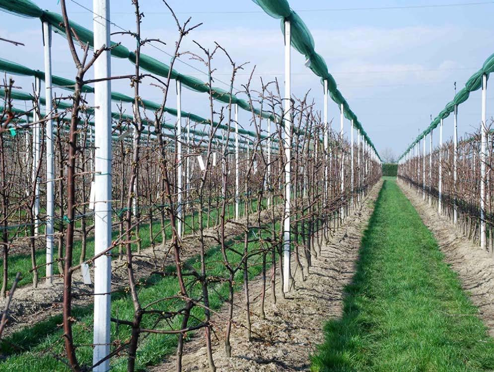 Recommended spacing Between rows on dwarfing or semidwarfing rootstocks, e.g., Gisela 3 or Gisela 5 on semi-vigorous, precocious rootstock, e.g., Gisela 6 or Gisela 12 non-precocious, vigorous rootstock 10' 11.