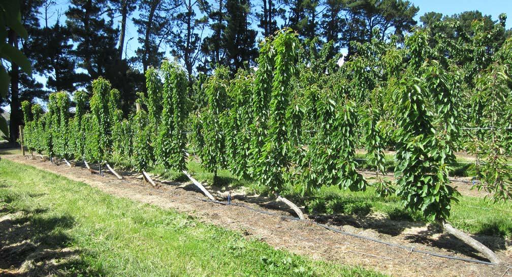UPRIGHT FRUITING OFFSHOOTS (UFO) Recommended spacing Between rows vertical UFO dual-angled UFO-Y Between trees (UFO) vigorous rootstock semi-vigorous rootstock semidwarfing rootstock 9 10' 12 14' 6