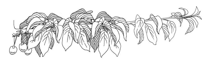 Figure 2. Year 1 new shoot growth with single leaves at each node. Figure 3.