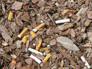 Collection Cigarette butts