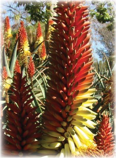 Examples of hybrids are the many Madagascar Aloes currently available such as Aloe Lizard Lips, Aloe Gargoyle, Aloe Christmas Carol.