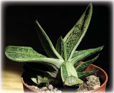 Many (but not all) of the Gasteria variegates are hybrids. Gasteria Little Warty and Gasteria Pinto are hybrids.